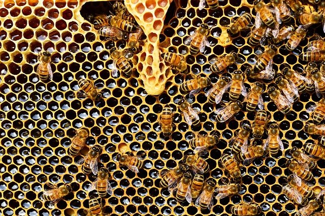 Secretos de la Miel de abeja